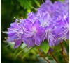 Рододендрон Рамапо (Ramapo)  С2